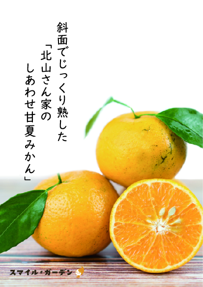北山さんちの甘夏みかん 入荷のお知らせ